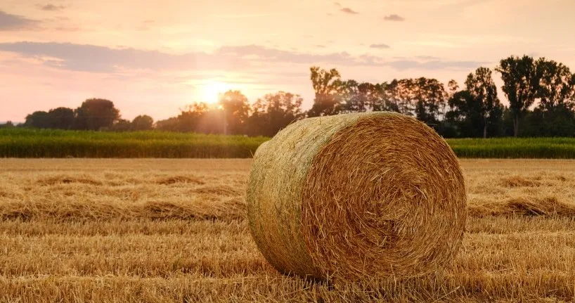 חג השבועות: חג מתן תורה, חג הביכורים וחג המים