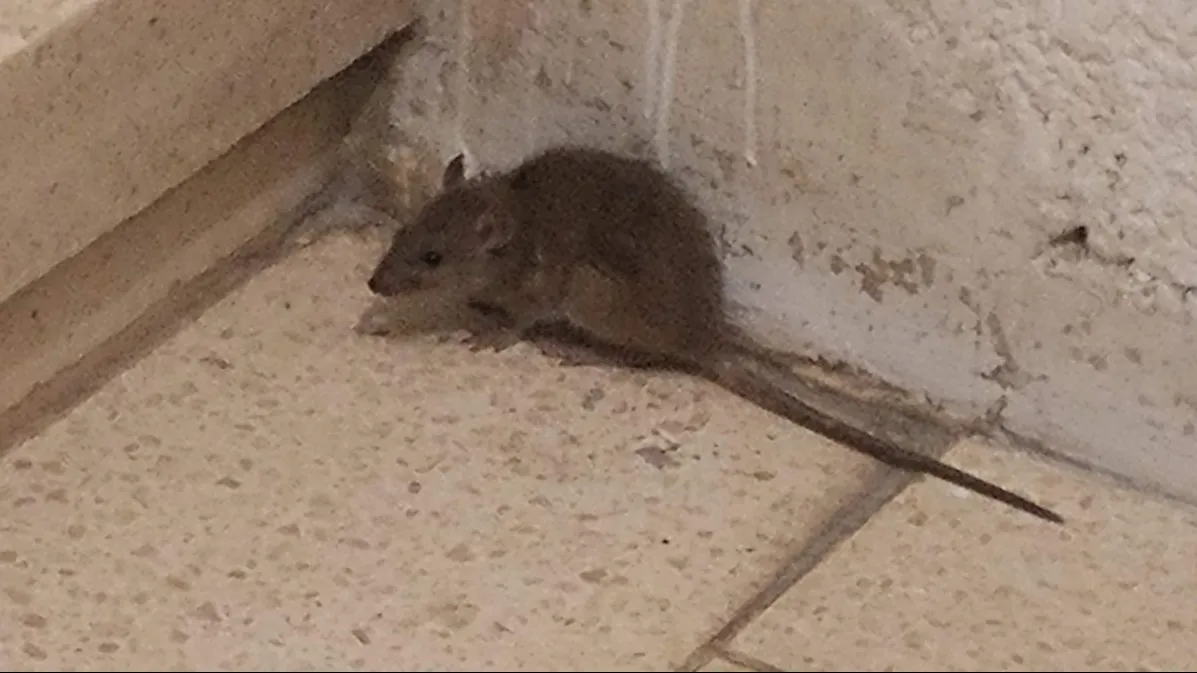 תינוק ננשך על ידי חולדה, פונה לסורוקה