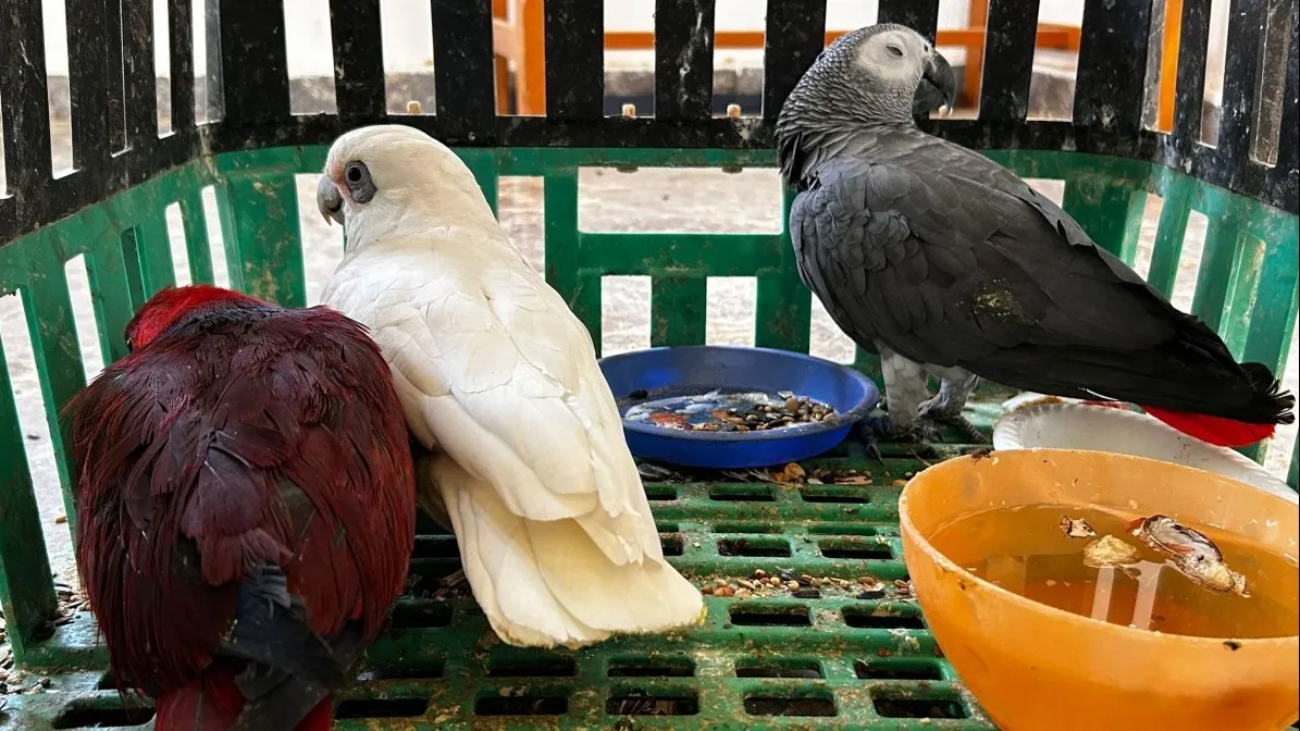 תושבי הדרום גנבו ציפורים נדירות, החזיקו אותם בתת תנאים (תיעוד)