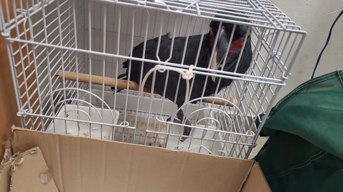 מג''ב דרום עצר חשודים בסחר בבעלי חיים מוגנים בהיקף של עשרות אלפי שקלים