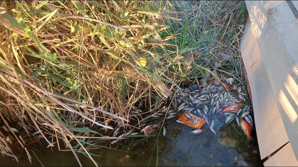 גועל נפש: דגים מתים באגם בשכונת הפארק בבאר שבע