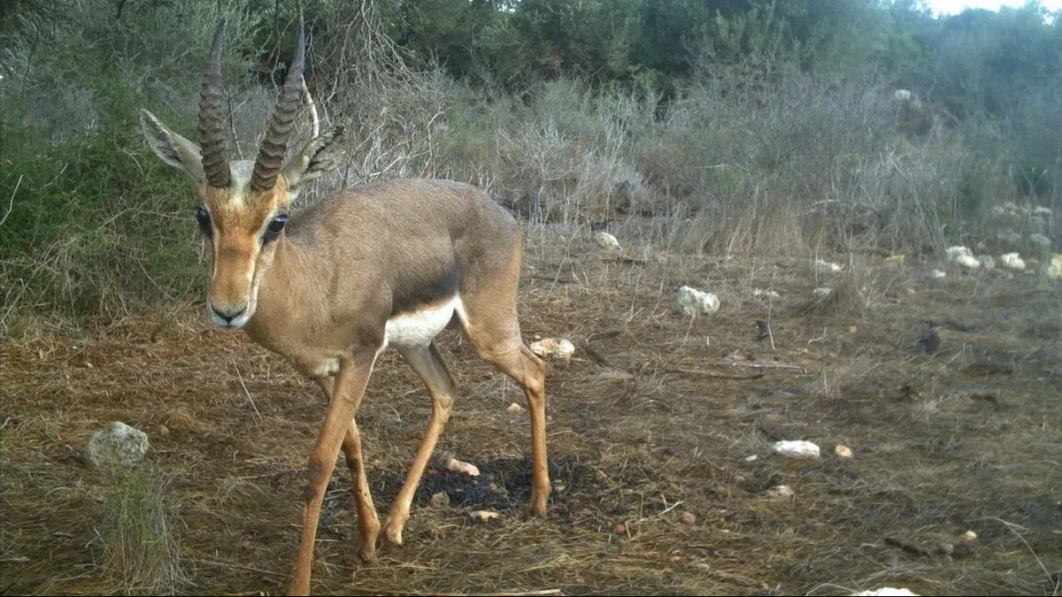 להגן על הטבע מפני המטיילים: המחקר בבן גוריון מציע דרך חדשה לשמור על חיות הבר