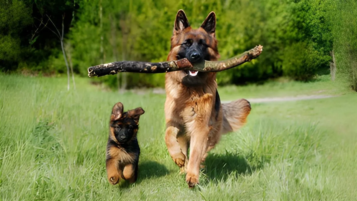 באר שבע מציעה הזדמנות נדירה: חסכו מאות שקלים וגם תשמרו על בריאות כלבכם