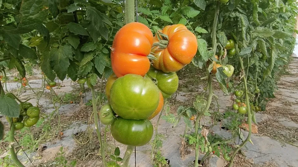 היבוא מוזיל את מחירי המזון? חרם על ישראל ומזג אוויר גרוע הקפיצו את מחירי העגבניות