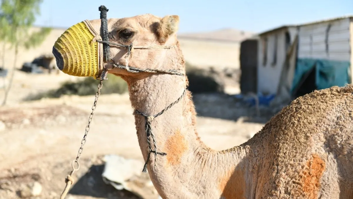 שוטרי הנגב סיכלו מרוץ גמלים פיראטי, אכיפה מוגברת נגד תופעות מסכנות חיים (תיעוד)