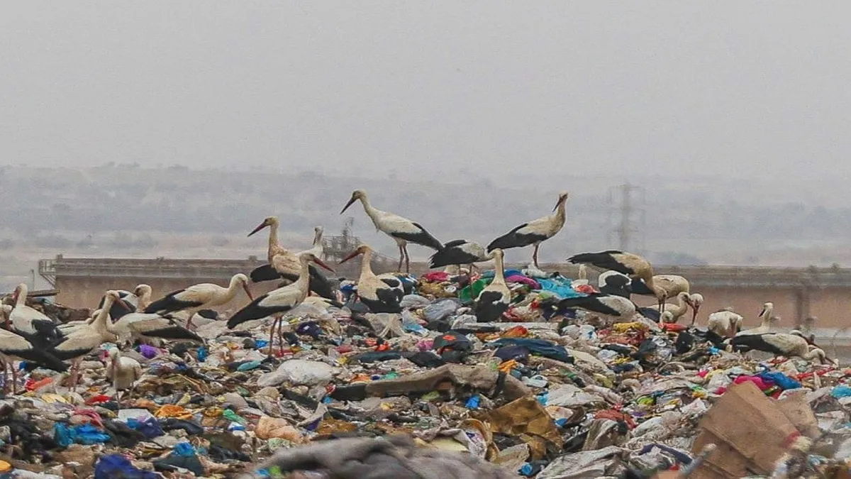 קנס של 1.5 מיליון שקל על אתר דודאים: ''זיהום אוויר חמור ואיום על בריאות הציבור''