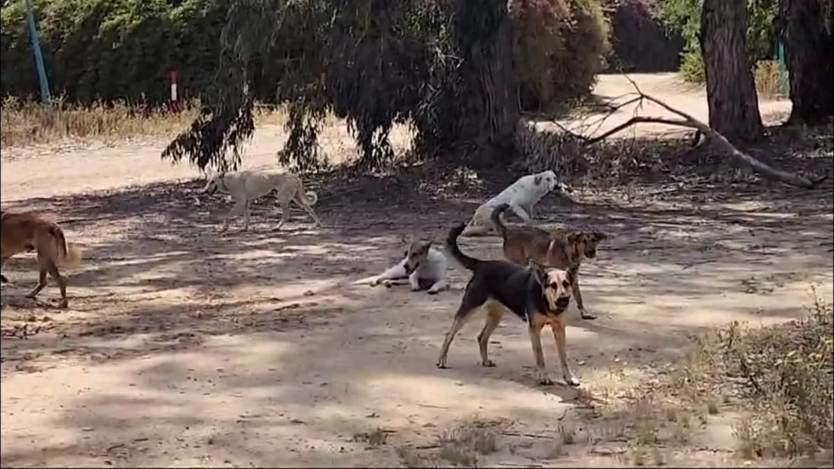 ''אסור להתנות תקציבים לרשויות בדרום בתמורה להמתת כלבים משוטטים''