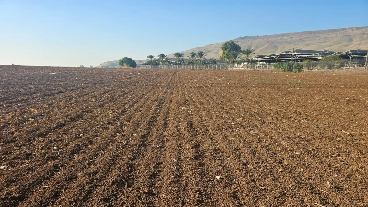 נזק כבד לגידולי החיטה בנגב: חשש מהתייקרות חדה של מחירי הקמח