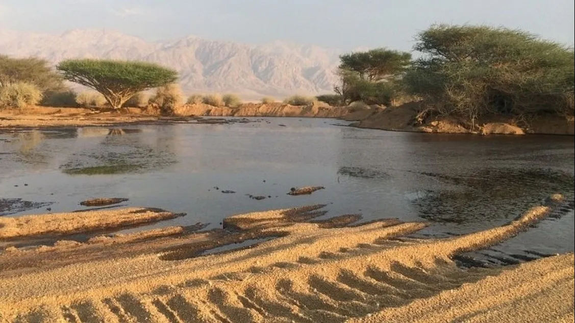 אסון סביבתי בערבה: חברת קצא''א ובכירים בה הורשעו בזיהום שמורת עברונה