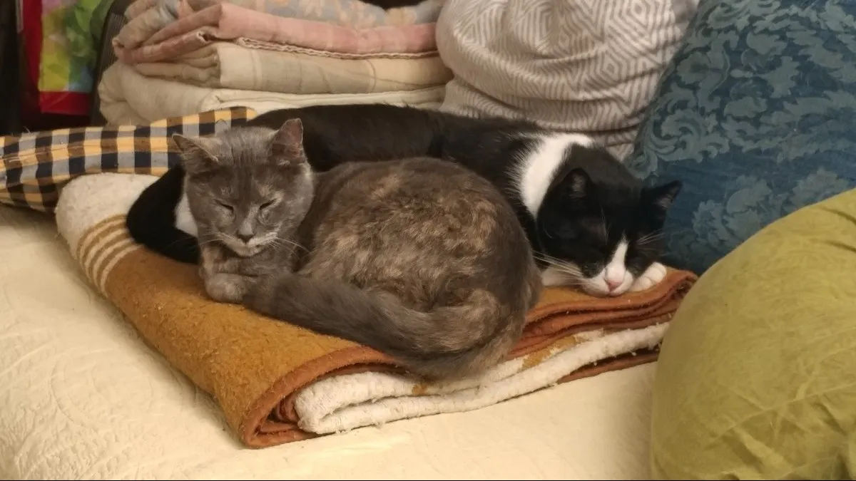 הוקרה לבאר שבע: ''מובילה ארצית בניהול אוכלוסיית החתולים''