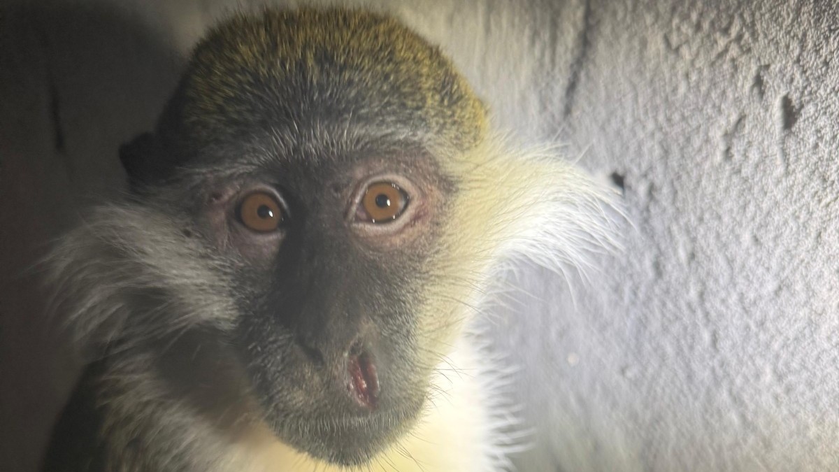 כלבת, שחפת ובריחה של חיות טרף לתוך הערים: הברחת חיות הבר ליישובי הבדואים הפכה לסכנה לציבור