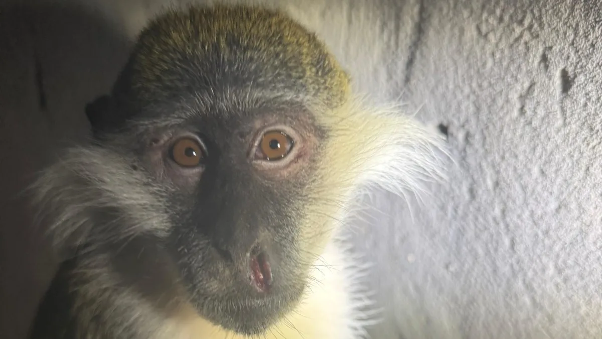 כלבת, שחפת ובריחה של חיות טרף לתוך הערים: הברחת חיות הבר ליישובי הבדואים הפכה לסכנה לציבור
