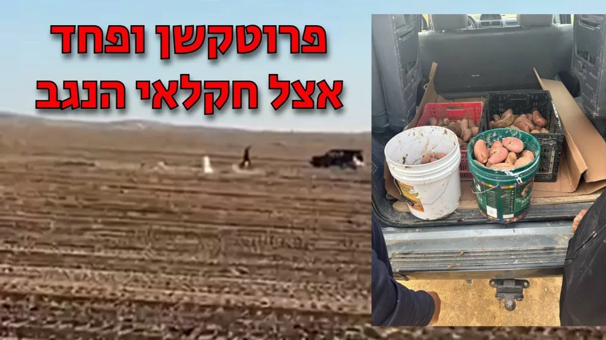 החקלאים בדרום נופלים קורבן לפרוטקשן, הצרכנים משלמים את המחיר (תיעוד)