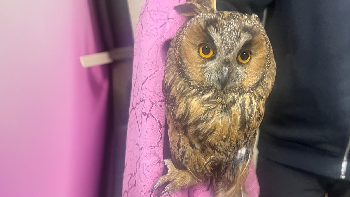 Борьба с преступностью – и спасение животных: сова спасена из дома подозреваемых в Ароэре