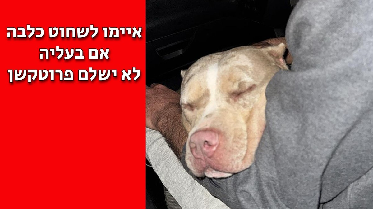 פרוטקשן בנגב: ''10,000 שקלים - או שנשחט את הכלבה'' - המשטרה עצרה צעירים מאופקים ובית שקמה