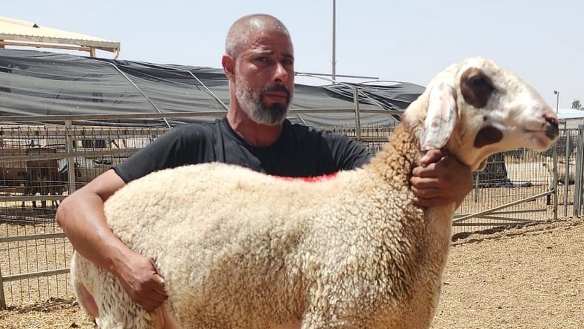 לראשונה בישראל: בורסה לטלאים תתקיים בנגב – ותקבע את דור הכבשים הבא