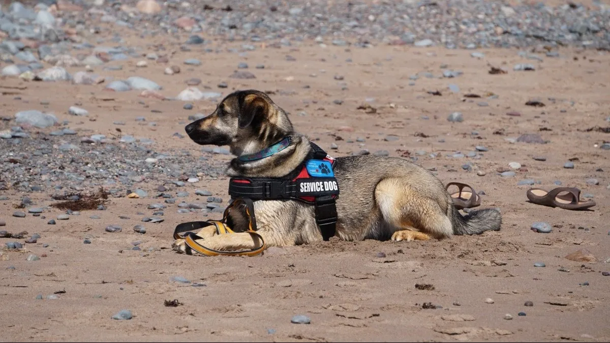 תקנה חדשה מקוממת את ציבור הנכים: ''גוזלים לנו את החופש''