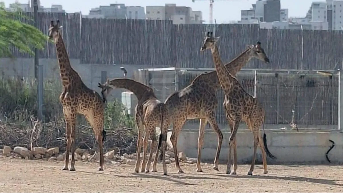 Новый молодой жираф присоединился к стаду в «Мидбариуме» — и вас приглашают выбрать ему имя