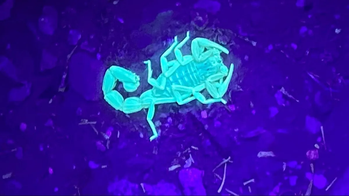 מדבריום בבאר שבע מזמין אתכם ל-NIGHT PARK: חוויה לילית יוצאת דופן בין חיות המדבר