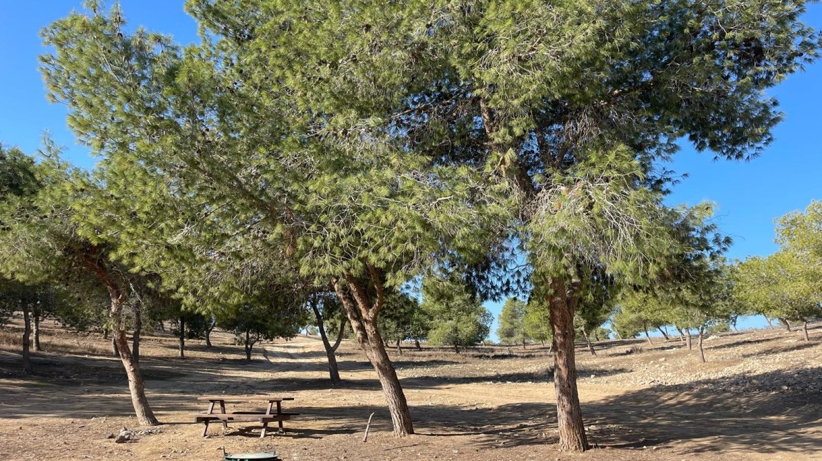 היער מתעורר לחיים: אמנות, טבע וחוויה קהילתית בבאר שבע