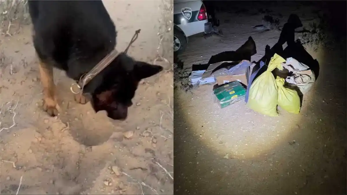 הכלבה 'סקאי' סייעה לתפוס מריחואנה בביר הדאג', בשווי מאות אלפי שקלים (תיעוד)