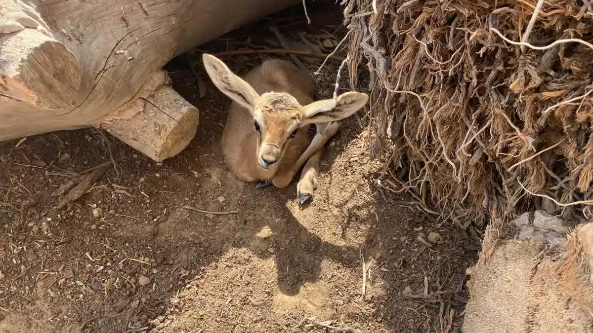 הבמבי החדש של הנגב: עופר צבי נגב נולד במדבריום באר שבע