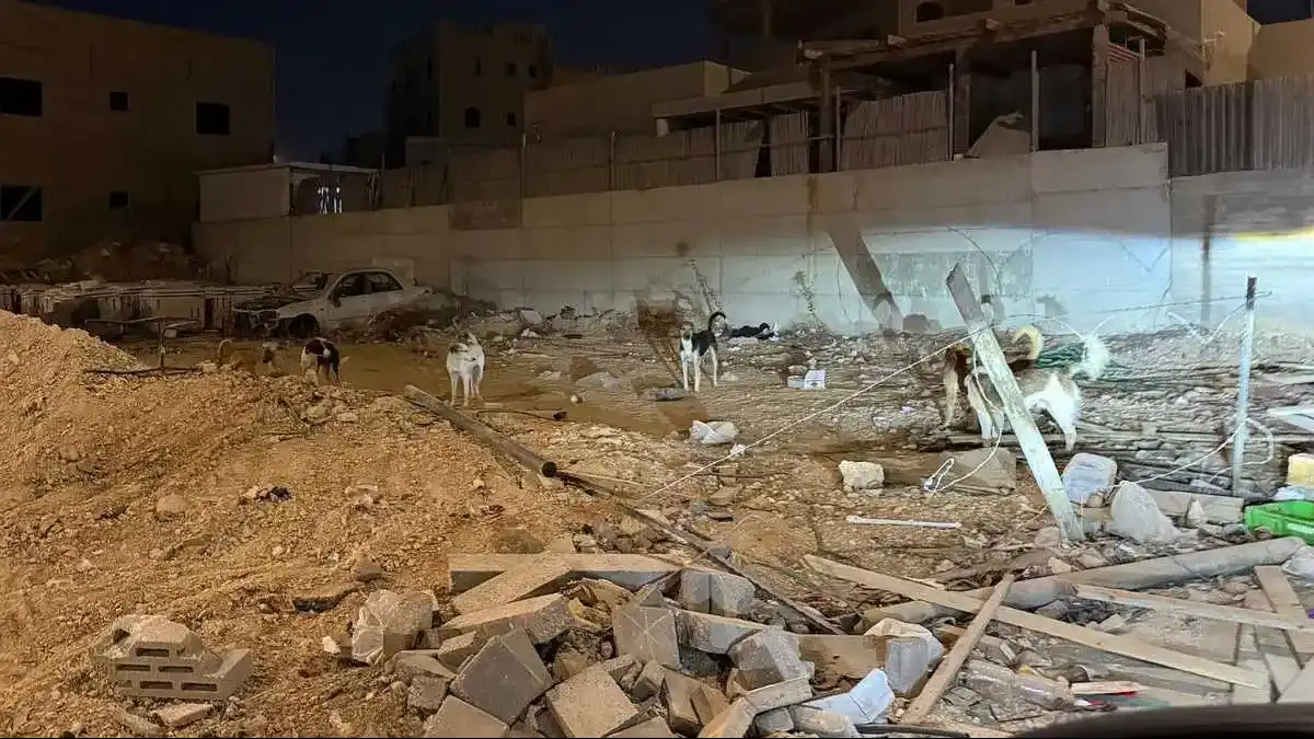 להקת כלבים משוטטים באזור מגורים בדרום