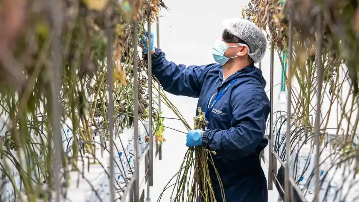 שקיות קנאביס רפואי ואריזות שינוע מונחות על שולחן בחוות גידול, עם תג משטרתי ברקע.