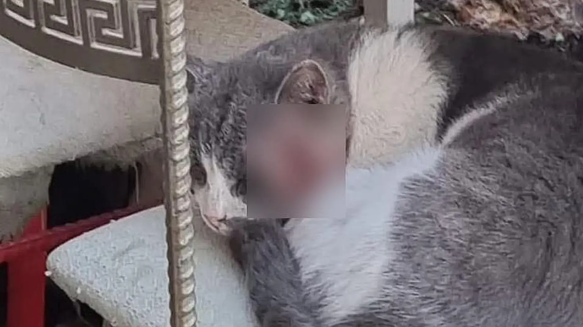 חתול רחוב פצוע בערד על רקע הטענות להרעלות חתולים בעיר