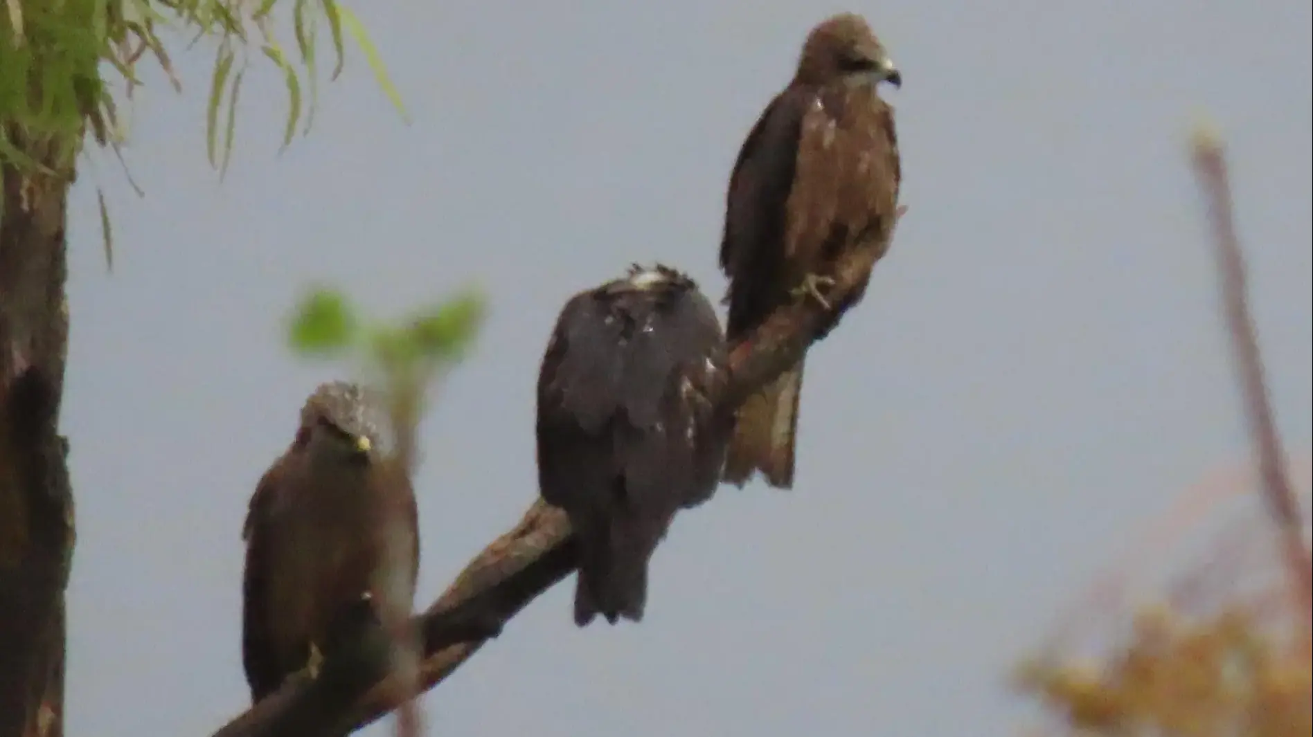 דיה שחורה ששוקמה לאחר הרעלה ושוחררה לטבע בדרום ישראל על ידי רשות הטבע והגנים