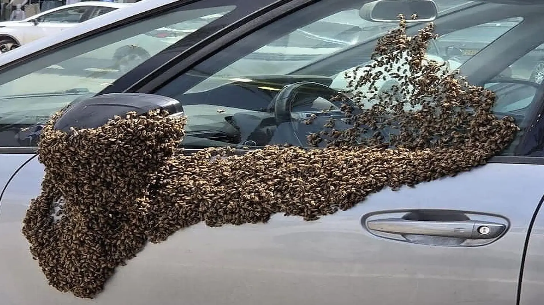 Необычный инцидент в Нетивоте: рои пчел захватили торговый центр