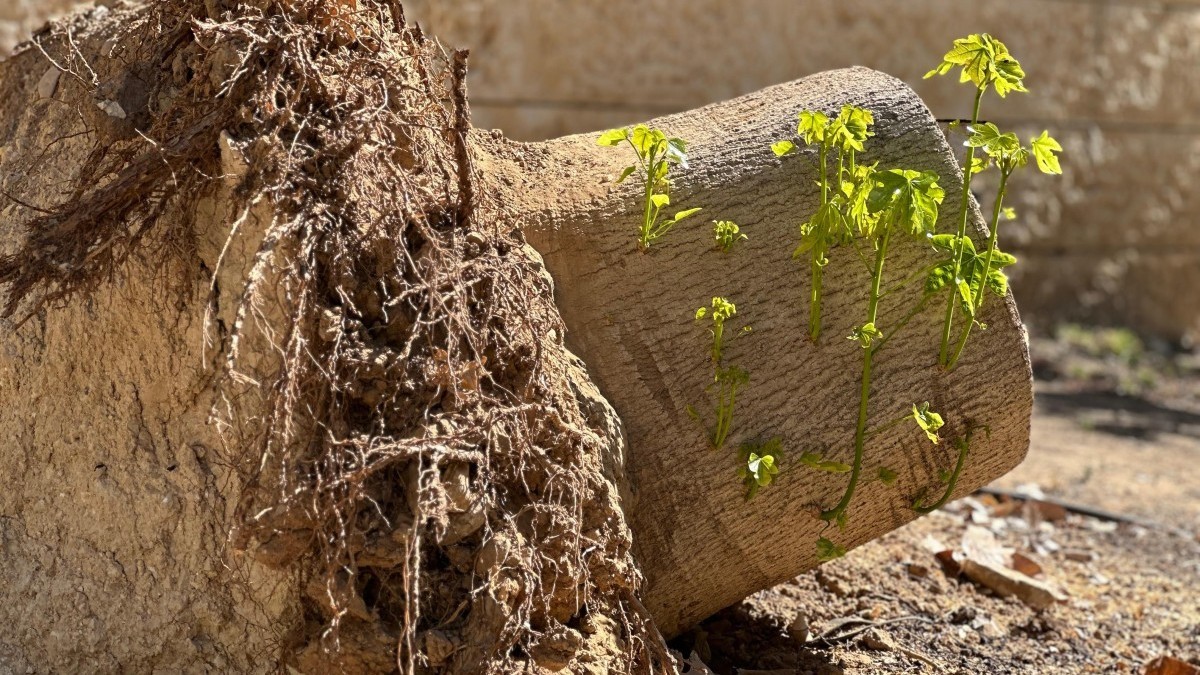כוחה של תקומה: עץ שנעקר מעוצמת הפיצוץ באתר הנפילה בבאר שבע חזר ללבלב