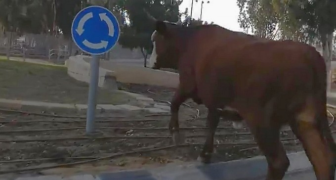 תופעה מטרידה: פרות ושוורים ברחובות ב''ש, שכנים חוששים מתאונה