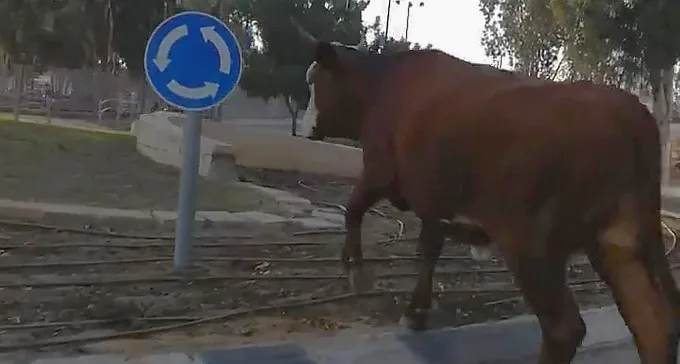 תופעה מטרידה: פרות ושוורים ברחובות ב''ש, שכנים חוששים מתאונה