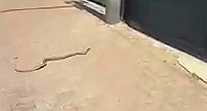 צפו: נחש מטייל בשכונת רמות