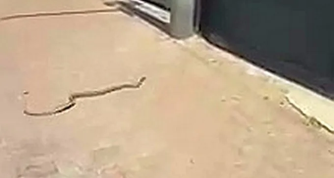 צפו: נחש מטייל בשכונת רמות