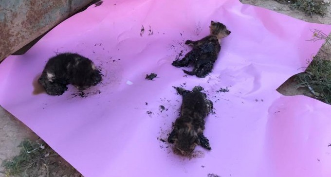 פני הרוע: ניסו לחסל גורי חתולים בנייר דביק