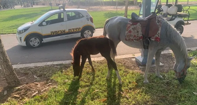 צפו: 730 ש' קנס לצעיר שהביא סוסים לפארק נחל ב''ש