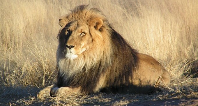 שמח בגן הזואולוגי: עשרה נחשי פיתון נולדו והאריות בדרך לבאר שבע