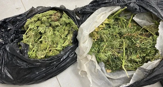 לבנות חבלה ועשרות קילוגרמים של גראס, בפשיטות משטרה בפזורה