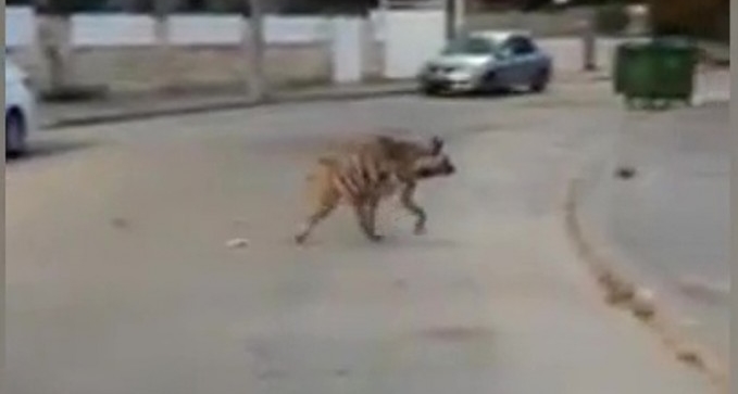 כשבני האנוש בעוצר - הטבע חוזר לרחובות באר שבע