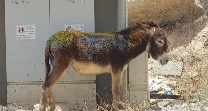 התעללות נוראית: נטשו חמורים מסומנים בצלבי קרס