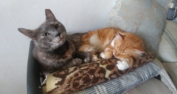 עיריית ב''ש החלה במבצע עיקור וסירוס חתולי רחוב