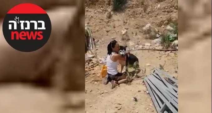 צפו באיחוד עם הכלב טנגו, שנגנב לפני חודשיים בת''א - ואותר ברהט