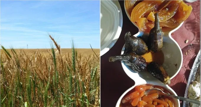 חם מהרגיל ביום, קריר בלילה: התחזית בנגב לקראת החג והמימונה