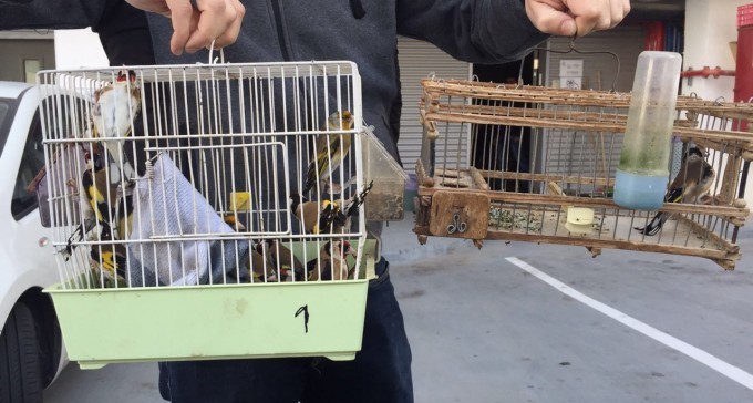 האם נתפסה כנופיית גנבי ציפורים מבאר שבע?