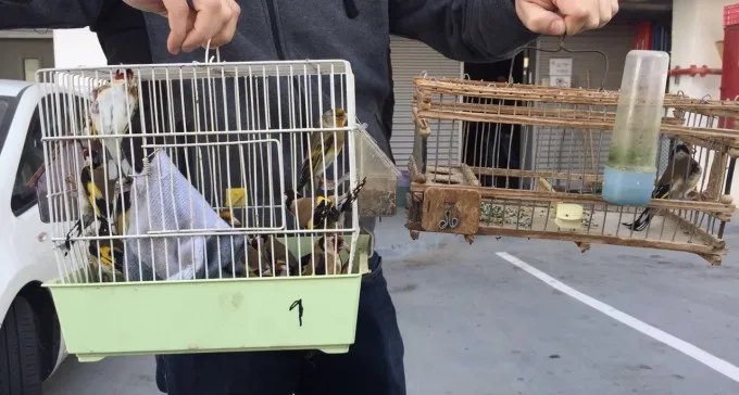 האם נתפסה כנופיית גנבי ציפורים מבאר שבע?