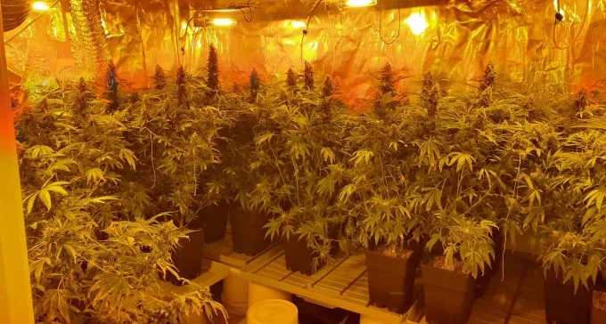 בתוך בית באופקים: ה''גנן'' הופתע בעת טיפול בחממת צמח החשוד כגראס