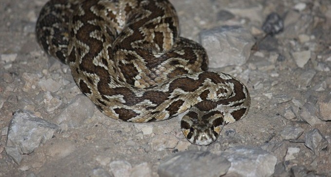 מצאתם נחש בבית? זה עלול לעלות לכם מאוד יקר