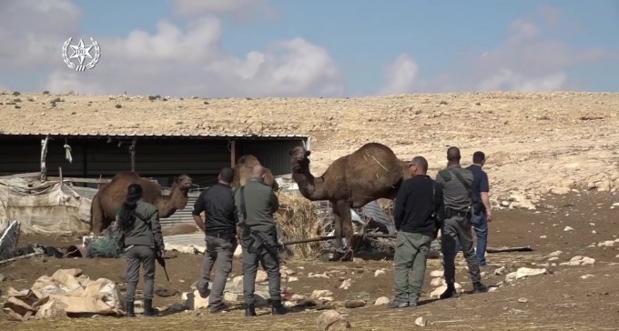האם כך תימנע התאונה הבאה? מבצע לתפיסת פרות וגמלים משוטטים